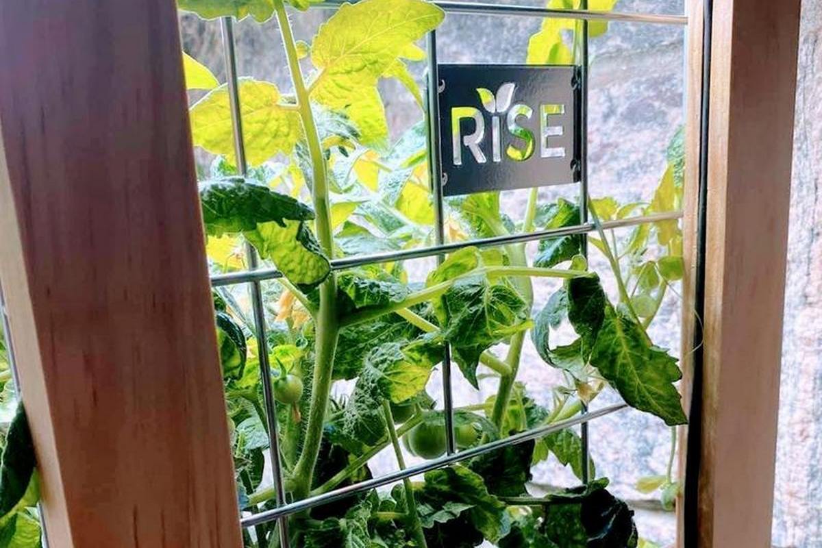 Огляд Rise Gardens Double Family Garden: Ця теплиця не потребує сонця